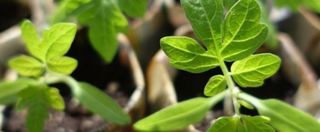 Comment réussir ses semis de Tomates Aubergines Poivrons et Piments