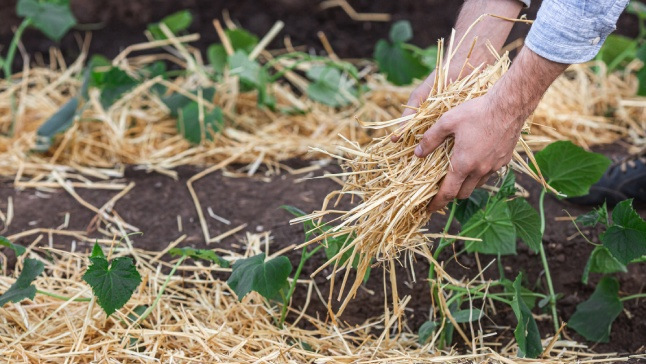 Conseils pour préserver son jardin de la sécheresse en Belgique