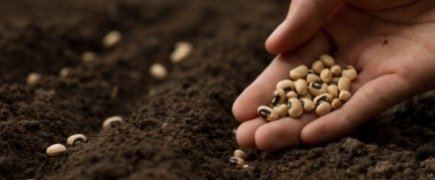 Graines, semences à planter au potager sur