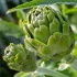 Artichoc Imperial Star