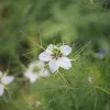 Nigelle aromatique ou Cumin noir