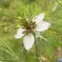 Nigelle aromatique ou Cumin noir