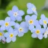 Myosotis