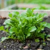 Roquette Wasabi