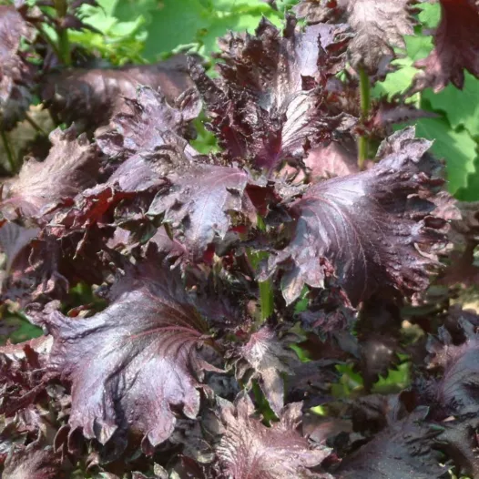 Perilla pourpre ou Shiso