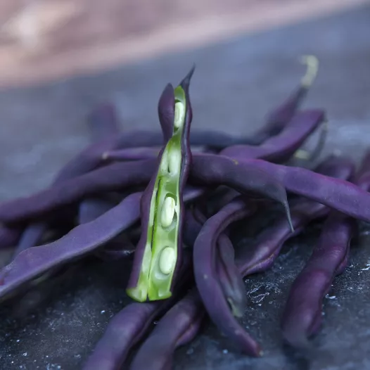 Haricot à rames mangetout à cosses violettes