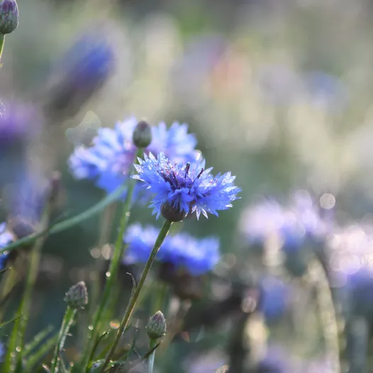 Korenbloem blauw