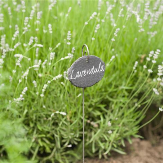 étiquettes de plantes de jardin d\extérieur 15 de marqueur PCS à suspendre  en ardoise naturelle réutilisables et nosku