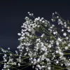 Gypsophile nuage