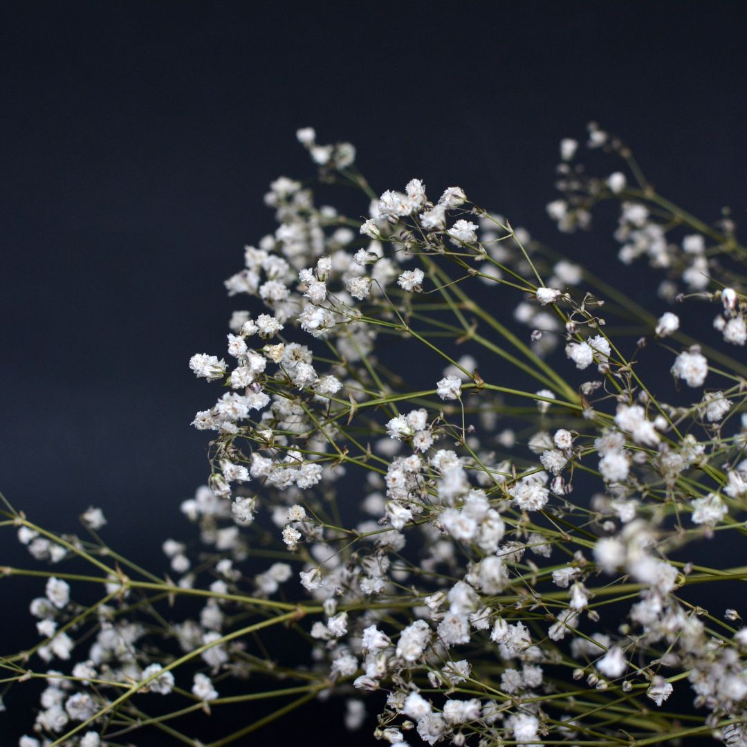 Le Gypsophile à très petites fleurs blanches. Le Gypsophile