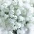 Gypsophile nuage