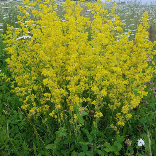 Des plantes qui font cailler le lait