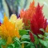 Celosia of Pluimhanekammen