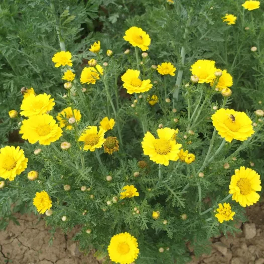 Chrysanthème comestible double garland