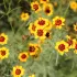 Coreopsis meisjesogen