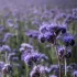 Phacelia (groenbemester)