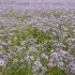 Phacelia (groenbemester)