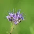 Phacelia (groenbemester)