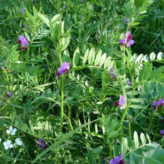 Wikke winter (groenbemester)