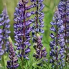 Blauwe lupine (groenbemester)