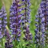 Blauwe lupine (groenbemester)