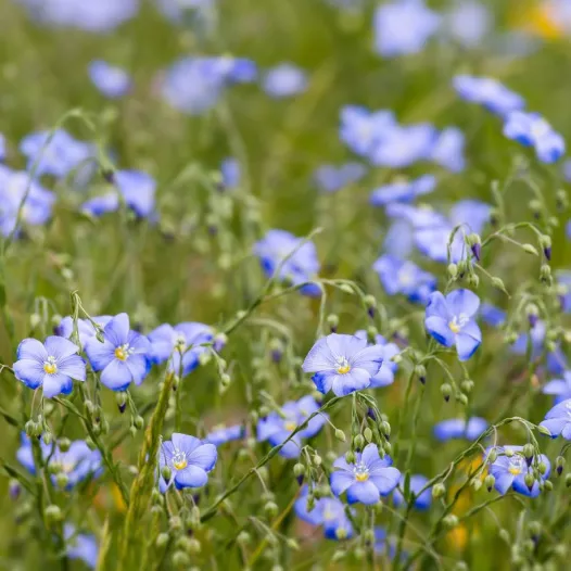 Lin Bleu (engrais vert)