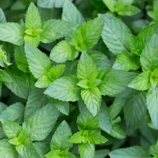 Menthe verte, type marocaine