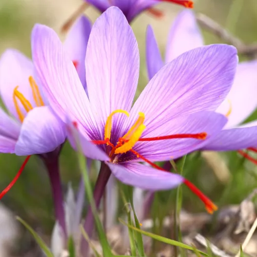 Bulbe de Safran - Crocus Sativus