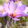 Saffraan bollen - Crocus sativus - per 5