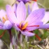 Bulbe de Safran - Crocus Sativus