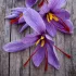 Bulbe de Safran - Crocus Sativus