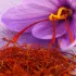 Bulbe de Safran - Crocus Sativus