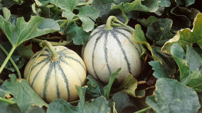 Varier les melons et les plaisirs - Observatoire des aliments