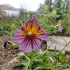 Salpiglossis gemengd