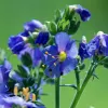 Polemonium bleu