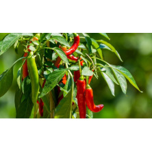 Le poivron et le piment : l'échelle de Scoville