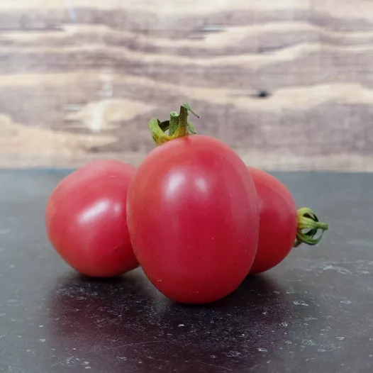 Tomate cerise Rose de Podlaki