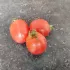 Tomate cerise Rose de Podlaki