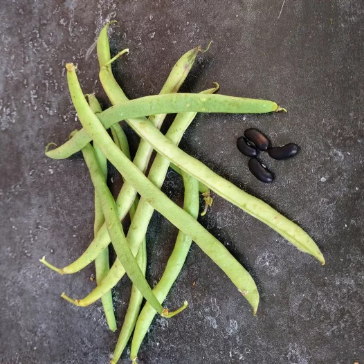 Semences - Haricot nain mangetout princesse Roi des Belges