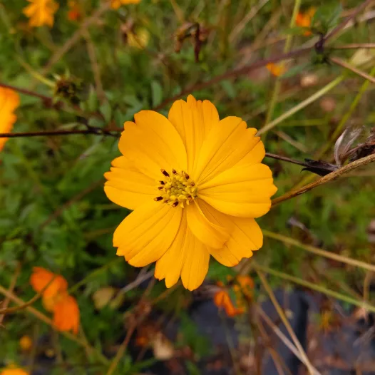 Cosmos Sulphureus