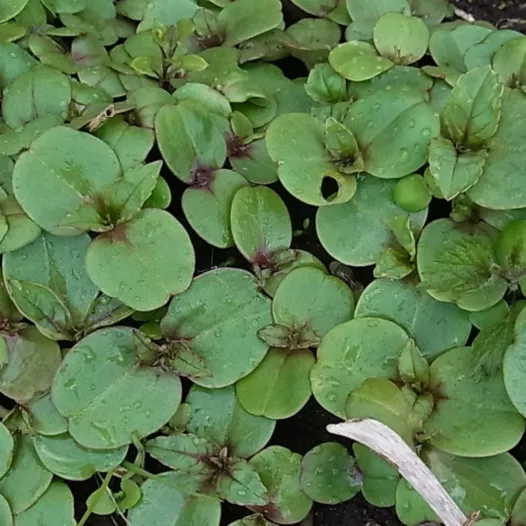 Cochléaire officinale