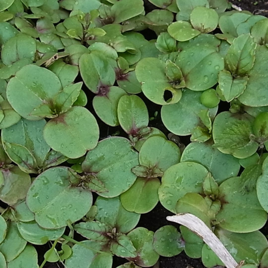 Herbes biologiques – Raifort pour le jardin biologique