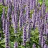 Agastache