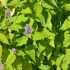 Agastache