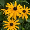 Rudbeckia jaarlijks