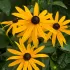 Rudbeckia annuel