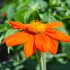 Tithonia Mexicaanse zonnebloem