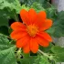 Tithonia Mexicaanse zonnebloem