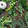 Kit semences : Mon jardin d'aromatiques