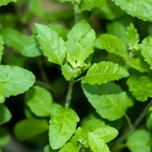 Basilic sacré de Thaïlande - Tulsi